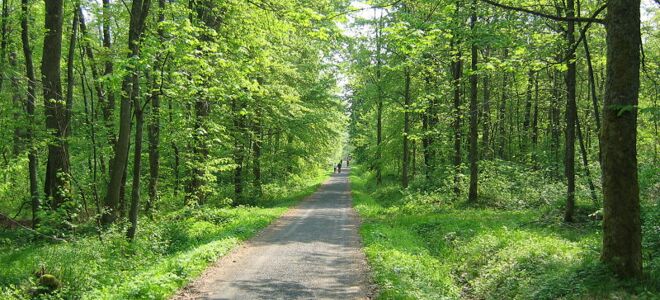 Waldgebiet in der Gemeinde Driedorf